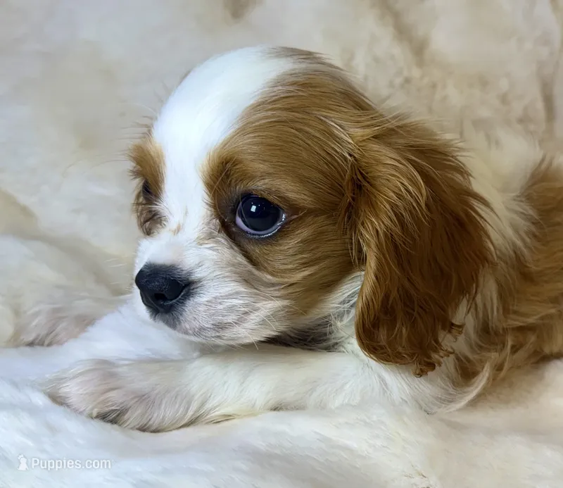 💙💚Teddy💙💚 – Cavalier King Charles Spaniel puppy for sale in Fountain Valley, CA