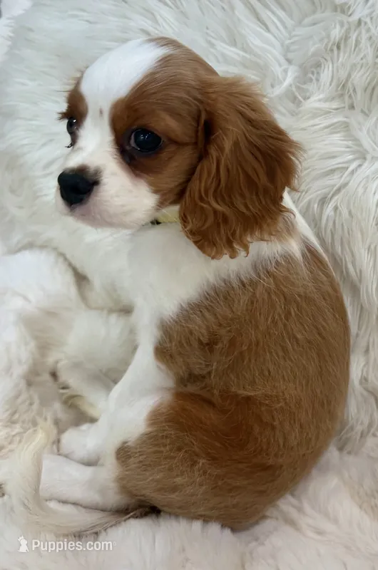 ♥️Charlotte♥️ – Cavalier King Charles Spaniel puppy for sale in Fountain Valley, CA