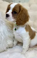 ♥️💙Finn💙♥️, a male Cavalier King Charles Spaniel for sale in Fountain Valley, CA – 8 of 10