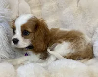 🩷💛Lily🩷💛, a female Cavalier King Charles Spaniel for sale in Fountain Valley, CA – 7 of 10