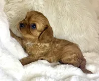 Naomi , a female Cavalier King Charles Spaniel for sale in Fountain Valley, CA – 7 of 9
