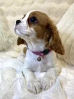 🩷💛Penelope💛🩷, a female Cavalier King Charles Spaniel for sale in Fountain Valley, CA – 5 of 10