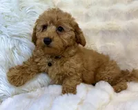💛💙Oakley 💛💙, a male Poodle - Toy  for sale in Fountain Valley, CA – 8 of 8