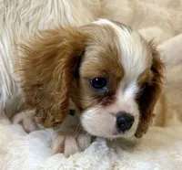💚💚Eddie 💚💚, a male Cavalier King Charles Spaniel for sale in Fountain Valley, CA – 2 of 7
