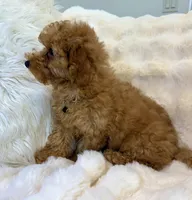 💛💙Oakley 💛💙, a male Poodle - Toy  for sale in Fountain Valley, CA – 7 of 8