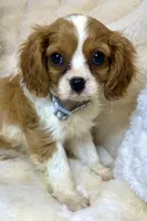 💛Sadie🩷, a female Cavalier King Charles Spaniel for sale in Fountain Valley, CA – 4 of 10