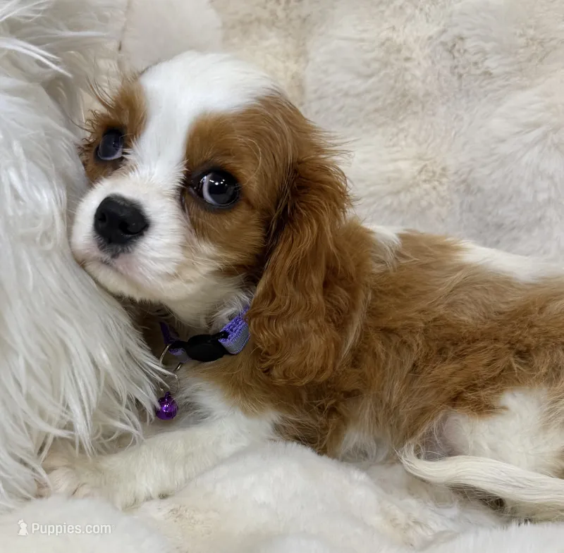 🩷💛Lily🩷💛 – Cavalier King Charles Spaniel puppy for sale in Fountain Valley, CA