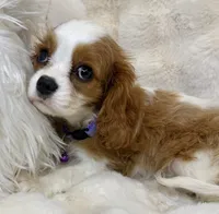 🩷💛Lily🩷💛, a female Cavalier King Charles Spaniel for sale in Fountain Valley, CA – 2 of 10