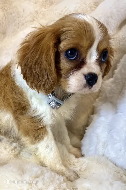 💛Sadie🩷 – Cavalier King Charles Spaniel puppy for sale in Fountain Valley, CA