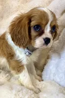 💛Sadie🩷, a female Cavalier King Charles Spaniel for sale in Fountain Valley, CA – 1 of 10