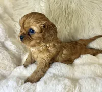 Naomi , a female Cavalier King Charles Spaniel for sale in Fountain Valley, CA – 2 of 9