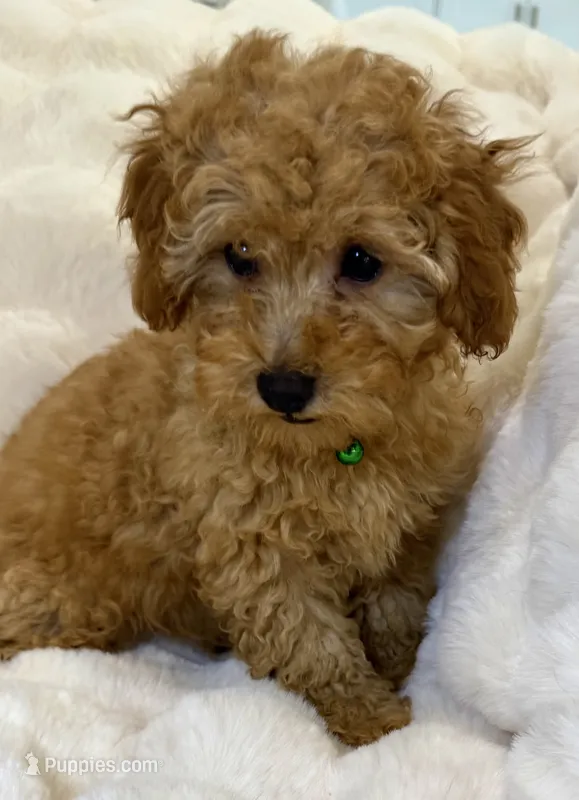 💙🩷Lorenzo 💙🩷 – Poodle - Miniature  puppy for sale in Fountain Valley, CA