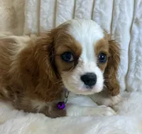 🩷💛Lily🩷💛, a female Cavalier King Charles Spaniel for sale in Fountain Valley, CA – 9 of 10