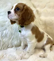 ♥️💙Finn💙♥️, a male Cavalier King Charles Spaniel for sale in Fountain Valley, CA – 6 of 10