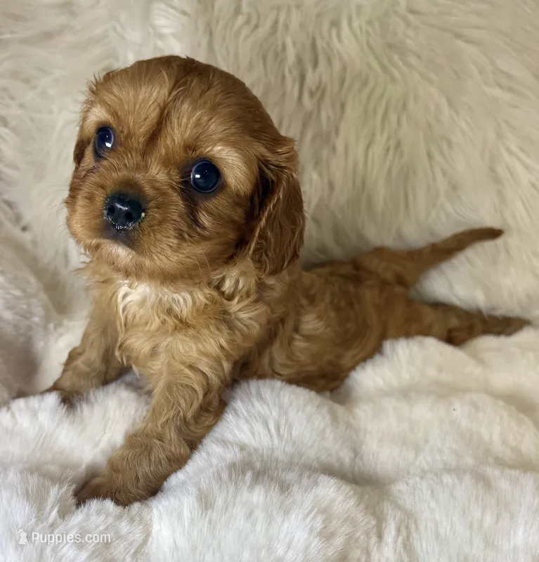 Naomi  – Cavalier King Charles Spaniel puppy for sale in Fountain Valley, CA
