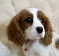 Abby, a female Cavalier King Charles Spaniel for sale in Fountain Valley, CA – 5 of 10