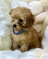 💙❤️💙Clifford 💙❤️💙, a male Poodle - Toy  for sale in Fountain Valley, CA – 10 of 10