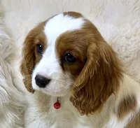 Abby, a female Cavalier King Charles Spaniel for sale in Fountain Valley, CA – 8 of 10