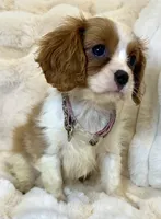 🩷Naomi🩷, a female Cavalier King Charles Spaniel for sale in Fountain Valley, CA – 3 of 8