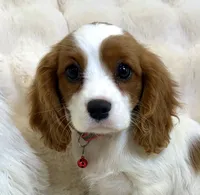 Abby, a female Cavalier King Charles Spaniel for sale in Fountain Valley, CA – 4 of 10