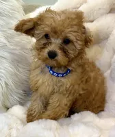💙❤️💙Clifford 💙❤️💙, a male Poodle - Toy  for sale in Fountain Valley, CA – 3 of 10