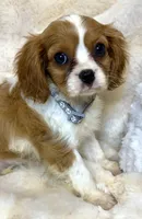 💛Sadie🩷, a female Cavalier King Charles Spaniel for sale in Fountain Valley, CA – 6 of 10