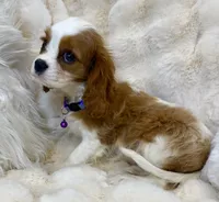 🩷💛Lily🩷💛, a female Cavalier King Charles Spaniel for sale in Fountain Valley, CA – 4 of 10