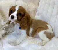 💛💙Archie 💛💙, a male Cavalier King Charles Spaniel for sale in Fountain Valley, CA – 10 of 10