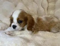 💙💚Teddy💙💚, a male Cavalier King Charles Spaniel for sale in Fountain Valley, CA – 10 of 10