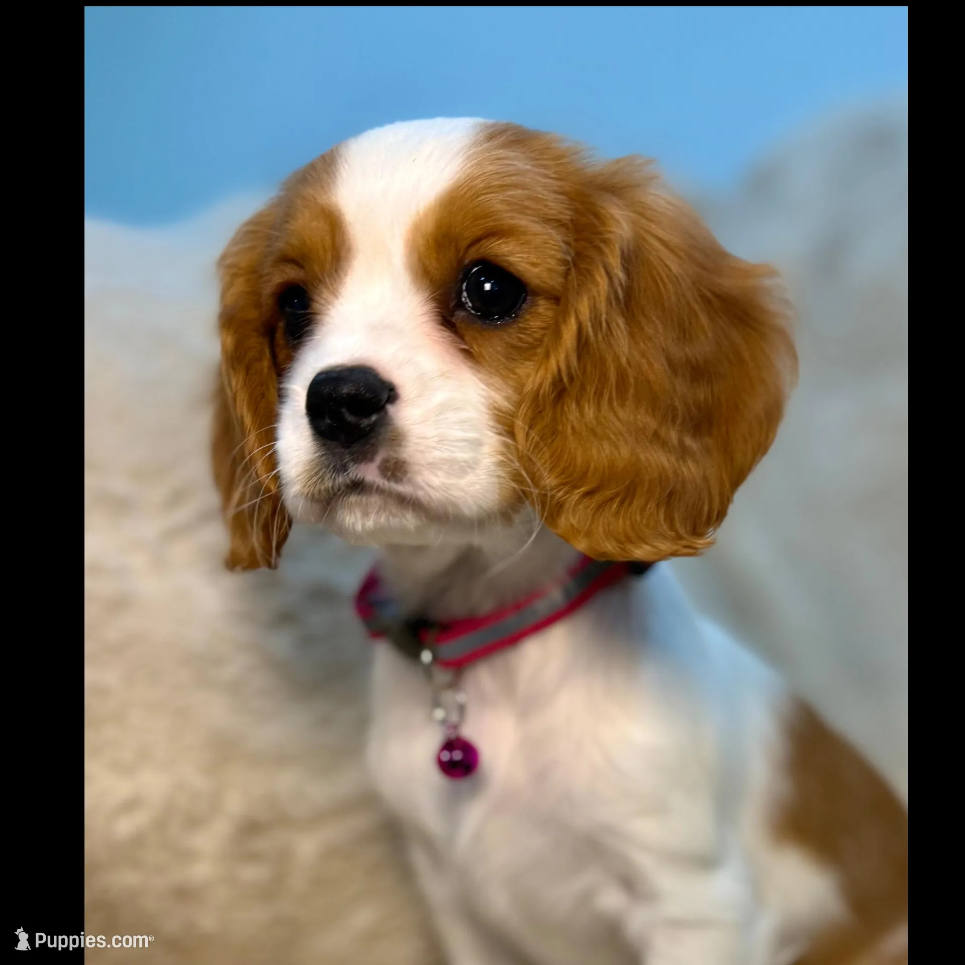 Naomi , a female Cavalier King Charles Spaniel for sale in Fountain Valley, CA – Photo 4 of 9