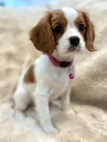 Naomi , a female Cavalier King Charles Spaniel for sale in Fountain Valley, CA – Photo 9 of 9