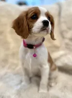 Naomi , a female Cavalier King Charles Spaniel for sale in Fountain Valley, CA – Photo 7 of 9