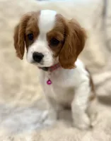 Naomi , a female Cavalier King Charles Spaniel for sale in Fountain Valley, CA – Photo 1 of 9