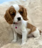 Naomi , a female Cavalier King Charles Spaniel for sale in Fountain Valley, CA – Photo 6 of 9