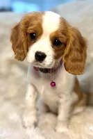 Naomi , a female Cavalier King Charles Spaniel for sale in Fountain Valley, CA – Photo 5 of 9