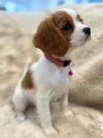 Naomi , a female Cavalier King Charles Spaniel for sale in Fountain Valley, CA – Photo 3 of 9