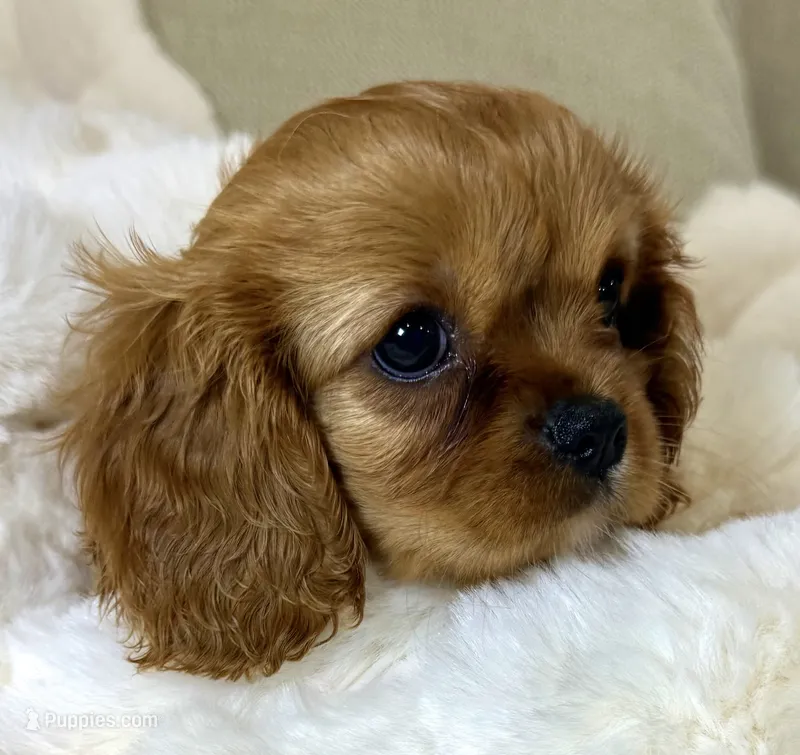 Annie – Cavalier King Charles Spaniel puppy for sale in Fountain Valley, CA