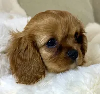 Annie, a female Cavalier King Charles Spaniel for sale in Fountain Valley, CA – 1 of 10