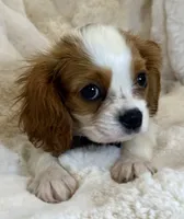 💙💚Teddy💙💚, a male Cavalier King Charles Spaniel for sale in Fountain Valley, CA – 2 of 10