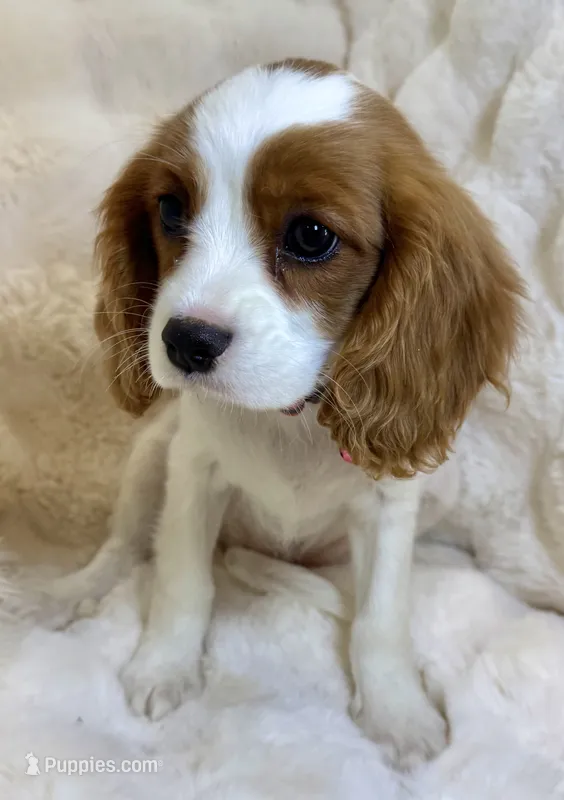 🩷♥️🩷Abby🩷♥️🩷 – Cavalier King Charles Spaniel puppy for sale in Fountain Valley, CA