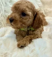 Theo teeny tiny poodle, a male Poodle - Toy  for sale in Fountain Valley, CA – Photo 8 of 10