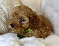 Theo teeny tiny poodle, a male Poodle - Toy  for sale in Fountain Valley, CA – Photo 6 of 10
