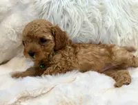 Theo teeny tiny poodle, a male Poodle - Toy  for sale in Fountain Valley, CA – Photo 9 of 10