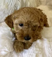 Theo teeny tiny poodle, a male Poodle - Toy  for sale in Fountain Valley, CA – Photo 4 of 10