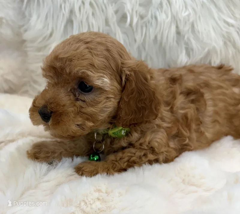 Theo teeny tiny poodle – Poodle - Toy  puppy for sale in Fountain Valley, CA