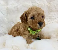 Theo , a male Poodle - Toy  for sale in Fountain Valley, CA – Photo 2 of 4
