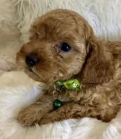 Theo teeny tiny poodle, a male Poodle - Toy  for sale in Fountain Valley, CA – Photo 1 of 10