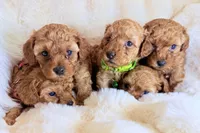 Theo , a male Poodle - Toy  for sale in Fountain Valley, CA – Photo 4 of 4