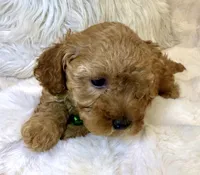 Theo teeny tiny poodle, a male Poodle - Toy  for sale in Fountain Valley, CA – Photo 7 of 10