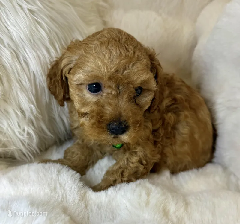 Theo  – Poodle - Toy  puppy for sale in Fountain Valley, CA